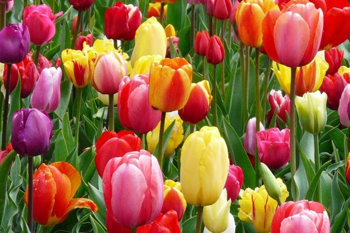 Spring-Spa-Specials-at-FFC-Chicago Spring spa specials at FFC Chicago