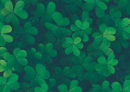 Four leaf clovers