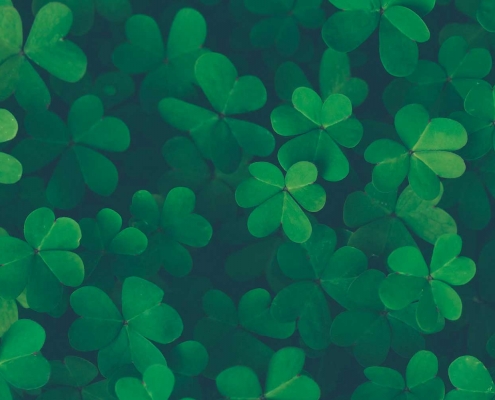 Four leaf clovers