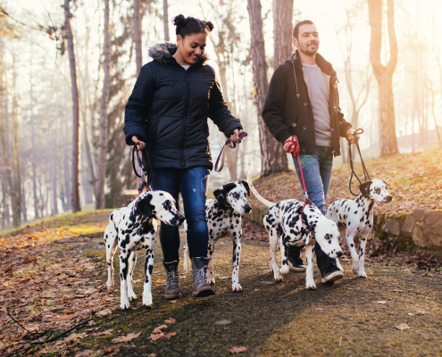 Man and woman walking in fall weather with dalmations.
