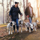 Man and woman walking in fall weather with dalmations.