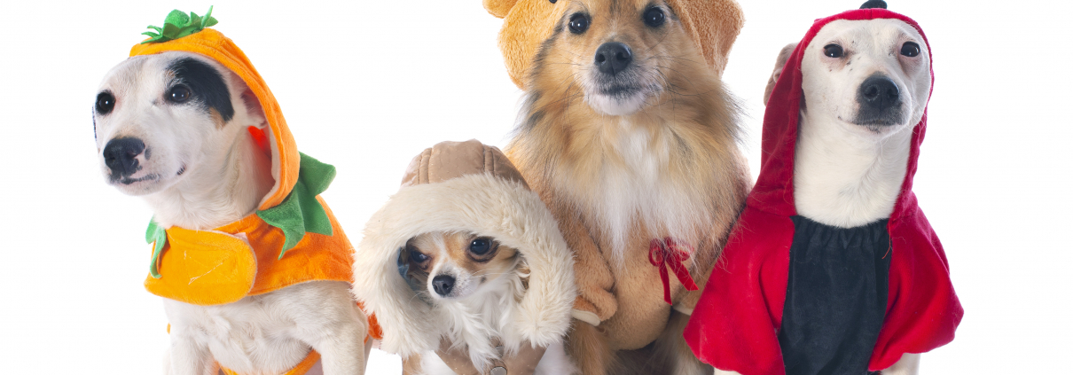 Four small dogs wearing Halloween costumes