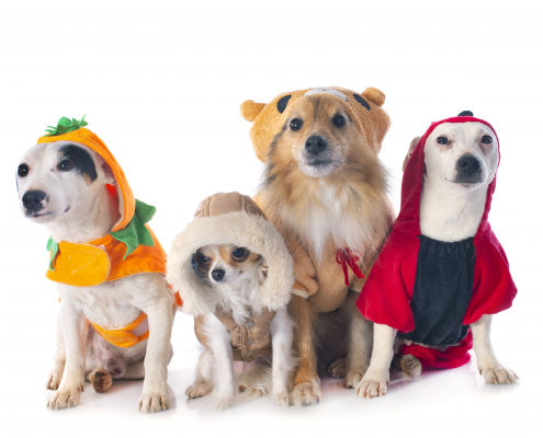 Four small dogs wearing Halloween costumes