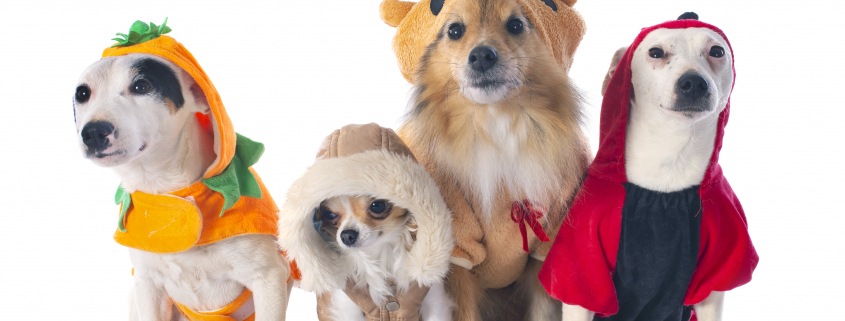 Four small dogs wearing Halloween costumes